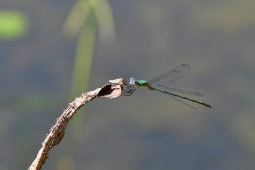 Chalcolestes viridis